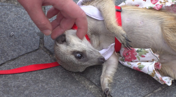 ▲'TV동물농장'(사진제공=SBS)