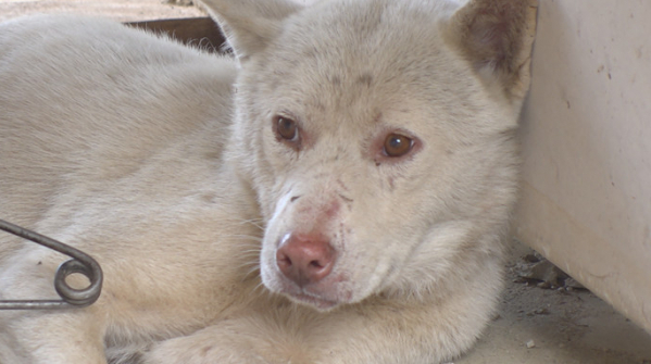 ▲'TV동물농장'(사진제공=SBS)