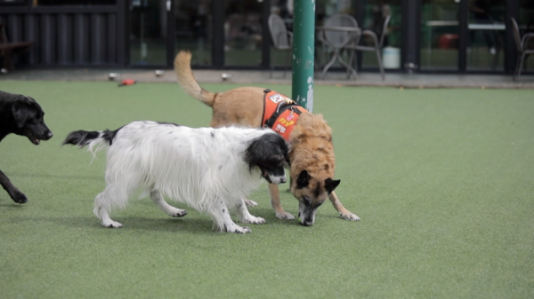 ▲'동물극장 단짝'(사진제공=KBS 1TV)