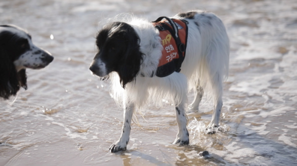 ▲'동물극장 단짝'(사진제공=KBS 1TV)