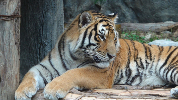 ▲'TV동물농장'(사진제공=SBS)