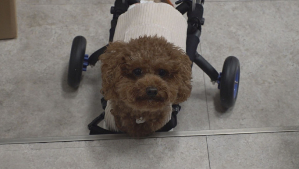 ▲'TV동물농장'(사진제공=SBS)