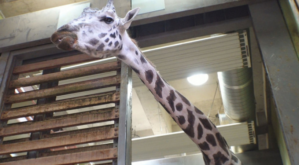 ▲'TV동물농장'(사진제공=SBS)