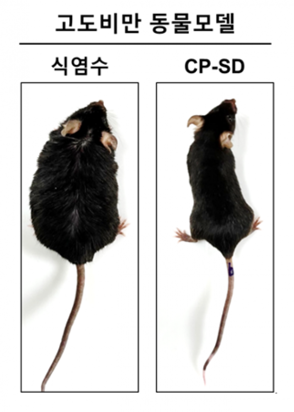 ▲식이요법으로 유도된 고도비만 동물모델(왼쪽)과 CP-SD투여에 의해 체중이 감소된 동물. (사진제공=셀리버리)