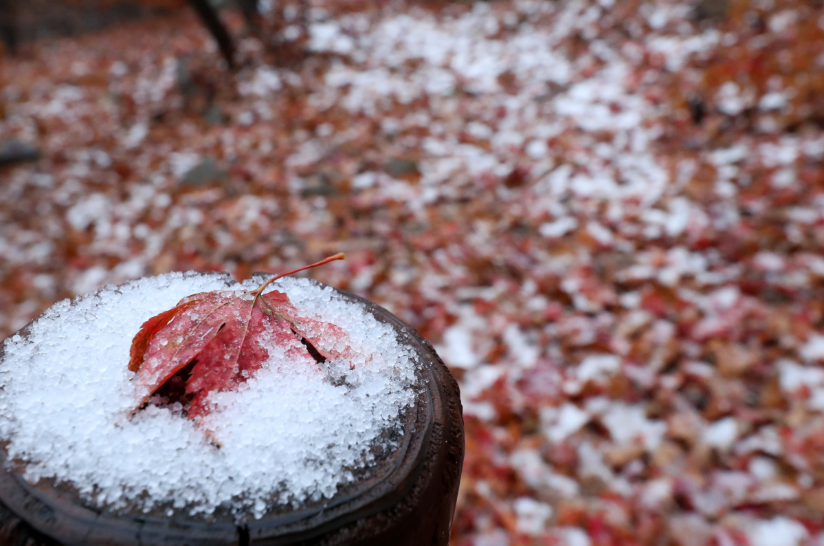 ▲25일 오전 강원 양양군 구룡령 생태탐방로의 낙엽 위로 밤사이 내린 눈이 쌓여 있다. (연합뉴스)