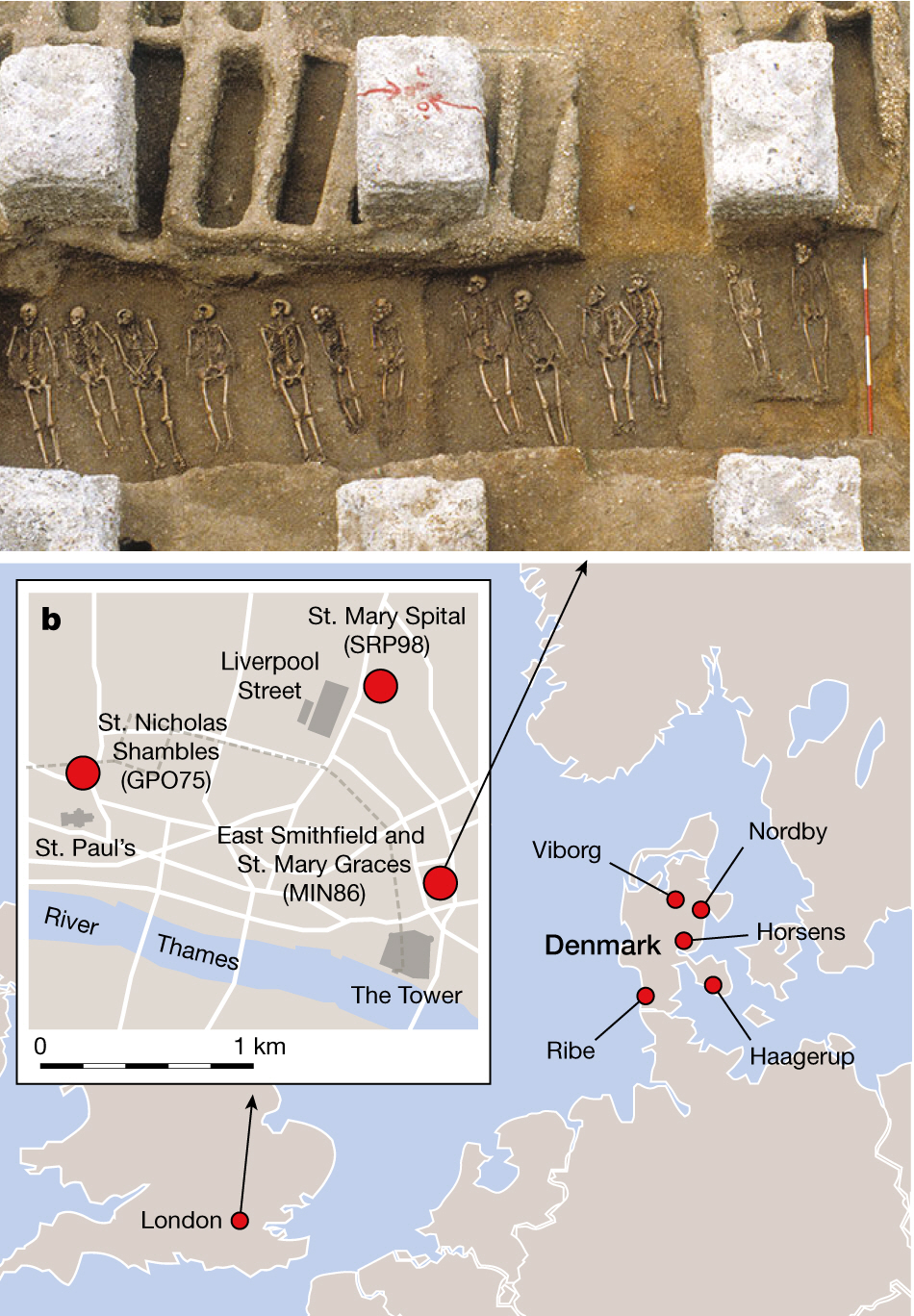 ▲ 14세기 중반 흑사병 팬데믹을 전후해 영국 런던의 세 곳과 덴마크의 다섯 곳에 매장된 인골에서 시료를 채취해 분석한 결과 면역력이 강한 ERAP2 유전자 A형을 지닌 사람의 비율이 올라간 것으로 나타났다. 위 사진은 런던 이스트 스미스필드(East Smithfield)의 흑사병묘지(The Black Death emetery)에 묻힌, 흑사병으로 죽은 사람들의 인골을 발굴한 모습이다. (사진출처 네이처)