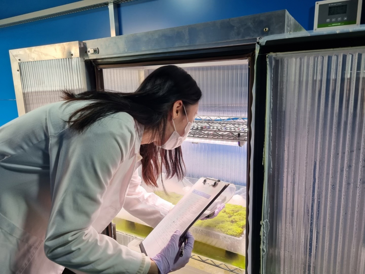 ▲스마트팜 실험실에서 작물 상태를 확인하는 모습 (자료제공=롯데건설)