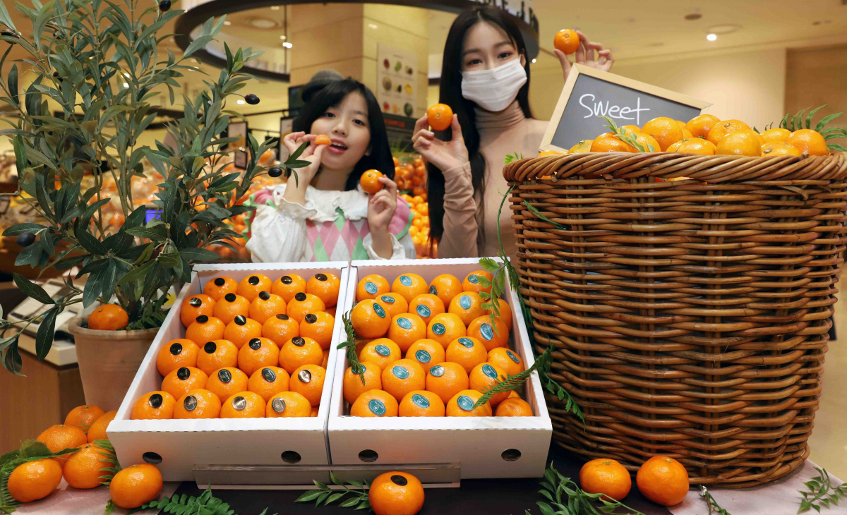 ▲성목이식 감귤. (사진제공=신세계)