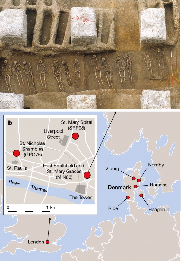 ▲　14세기 중반 흑사병 팬데믹을 전후해 영국 런던의 세 곳과 덴마크의 다섯 곳에 매장된 인골에서 시료를 채취해 분석한 결과 면역력이 강한 ERAP2 유전자 A형을 지닌 사람의 비율이 올라간 것으로 나타났다. 위 사진은 런던 이스트 스미스필드(East Smithfield)의 흑사병묘지(The Black Death emetery)에 묻힌, 흑사병으로 죽은 사람들의 인골을 발굴한 모습이다. (사진출처 네이처)
