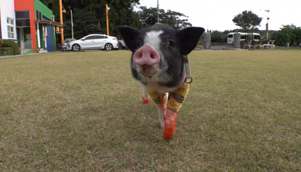 ▲'TV동물농장'(사진제공=SBS)