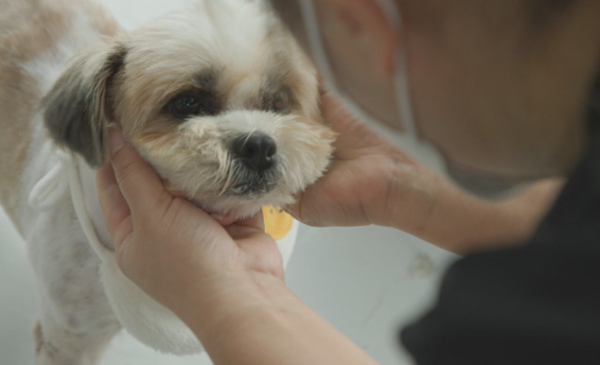 ▲'TV동물농장'(사진제공=SBS)