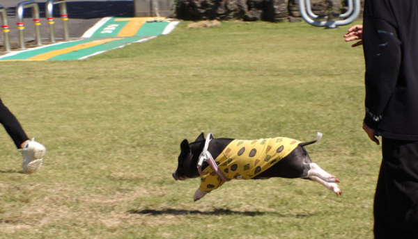 ▲'TV동물농장'(사진제공=SBS)