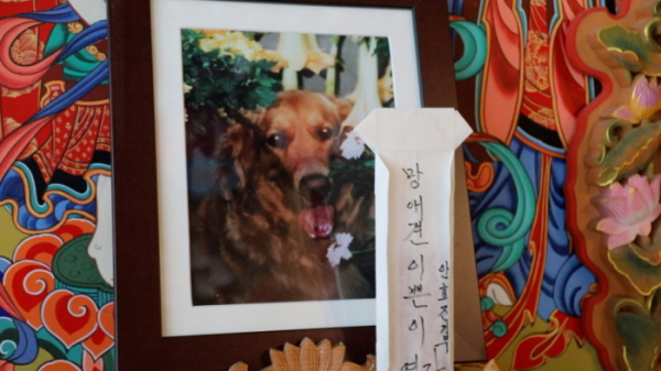 ▲'동물극장 단짝'(사진제공=KBS 1TV)