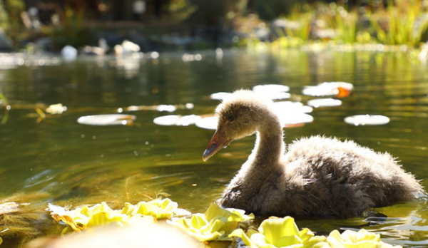 ▲'TV동물농장'(사진제공=SBS)
