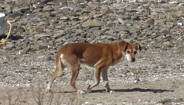 ▲'TV동물농장'(사진제공=SBS)