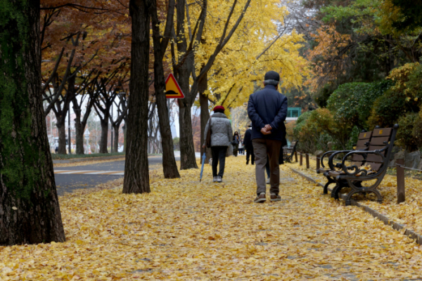 ▲13일 서울 동작구 보라매공원 앞에 전날 내린 비로 낙엽이 떨어져 있다.  (신태현 기자 holjjak@)