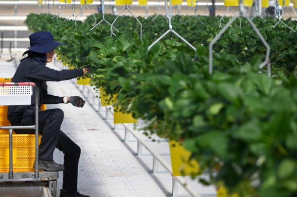 ▲경북 상주의 스마트팜 혁신밸리에서 한 청년 교육생이 딸기를 수확하고 있다.  (사진제공=농림축산식품부 공동취재단)
