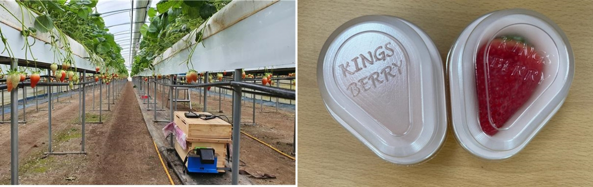 ▲스마트벌통을 통한 킹스베리 수정(왼쪽)과 전용 수출 포장재. (자료제공=농촌진흥청)