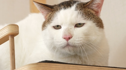 ▲'TV동물농장'(사진제공=SBS)