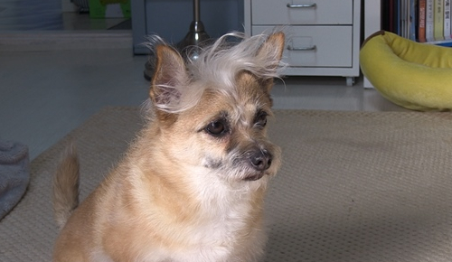 ▲'TV동물농장'(사진제공=SBS)