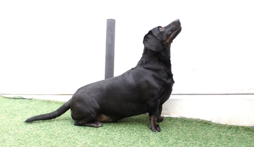 ▲'TV동물농장'(사진제공=SBS)