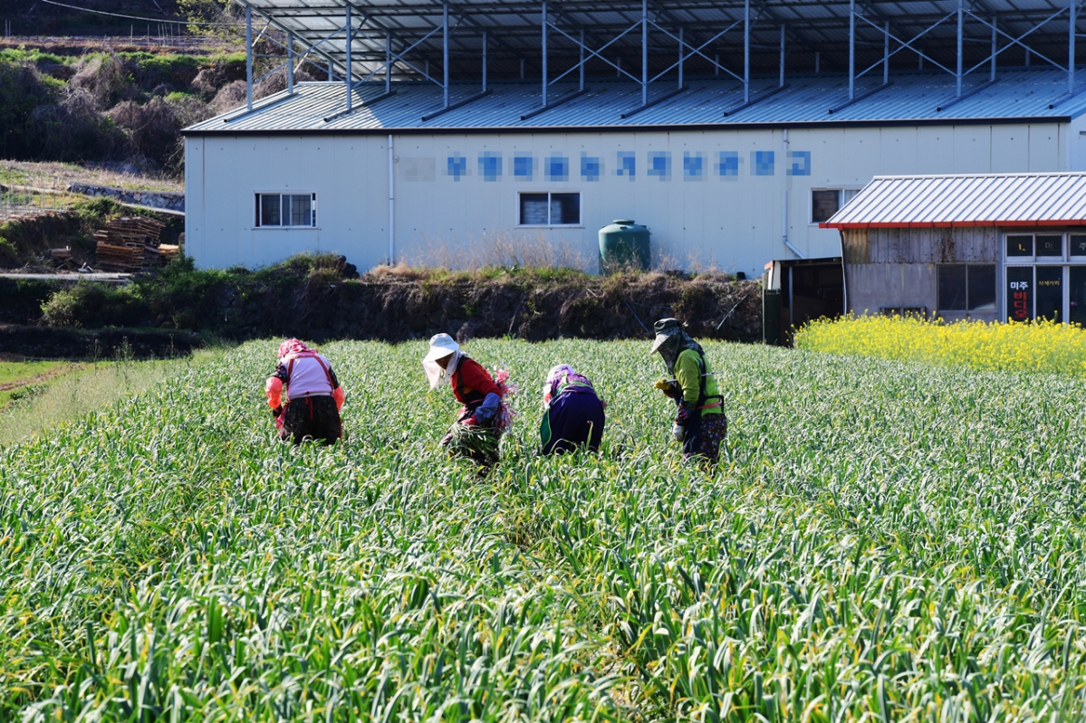▲한 마늘밭에서 농부들이 마늘쫑을 수확하고 있다. (뉴시스)