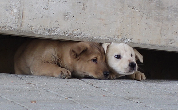 ▲'TV동물농장'(사진제공=SBS)
