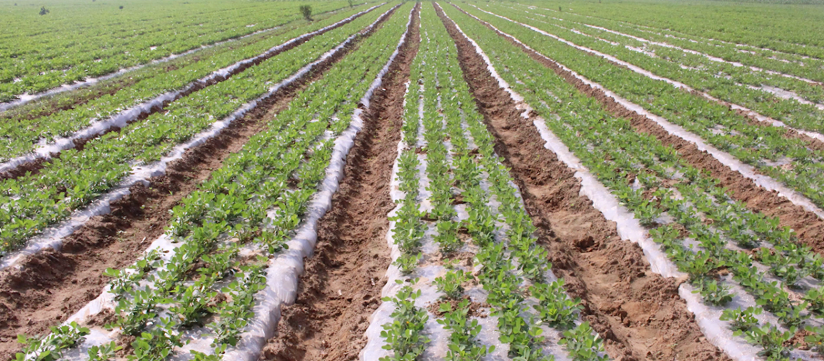 ▲농촌진흥청 해외농업기술개발사업(KOPIA) 베트남 센터가 구축한 땅콩 시범마을의 땅콩밭. (사진제공=농촌진흥청)