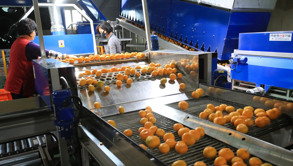 ▲제주 서귀포 농협 감귤거점산지 유통센터(APC)에서 감귤 선별작업이 이뤄지고 있다.  (뉴시스)