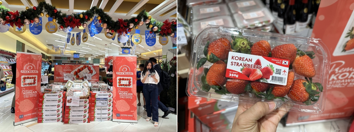 ▲베트남 하노이에서 열린 한국산 프리미엄 딸기 판촉행사와 판매중인 한국산 딸기. (사진제공=한국농수산식품유통공사(aT))