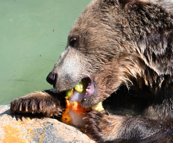 ▲이탈리아 로마 동물원의 불곰 (기사 내용과 무관함) (뉴시스)