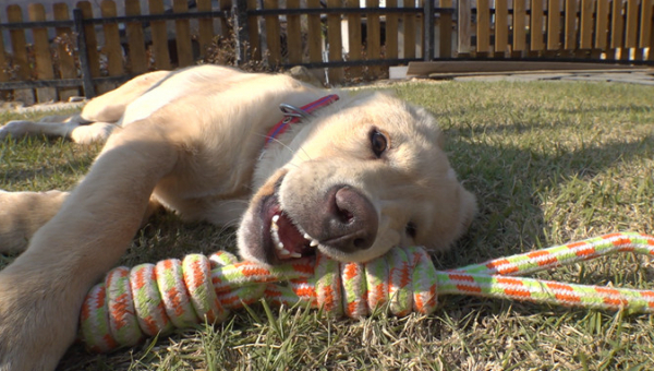 ▲'TV동물농장'(사진제공=SBS)