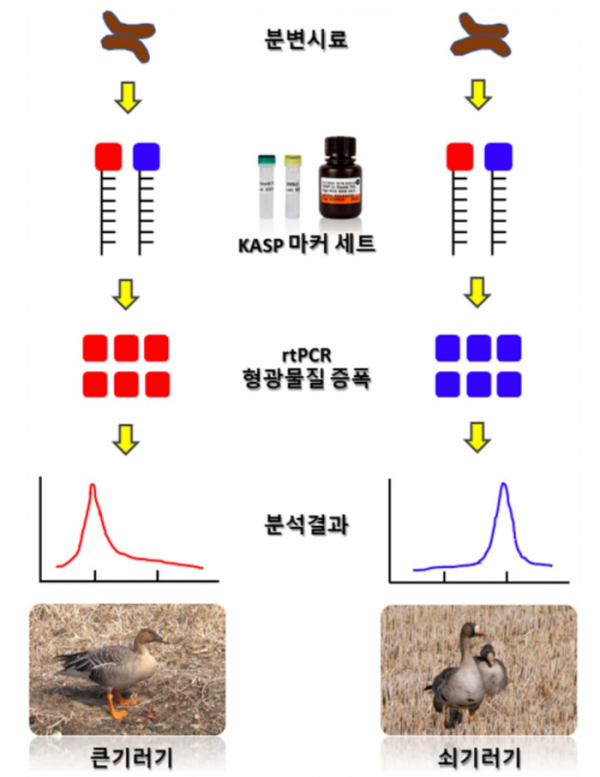 ▲종 식별 유전자 표지 분석 개요 (자료제공=환경부)