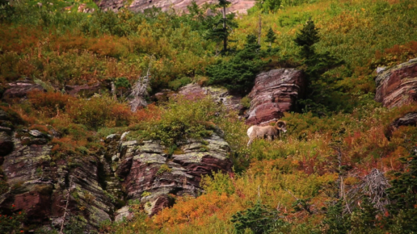 ▲'영상앨범 산' 미국 글레이셔 국립공원(사진제공=KBS 2TV)