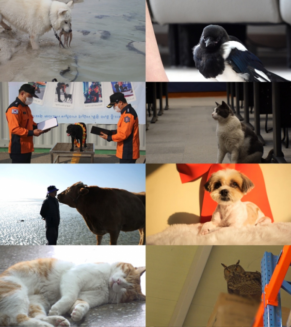 ▲'TV동물농장'(사진제공=SBS)