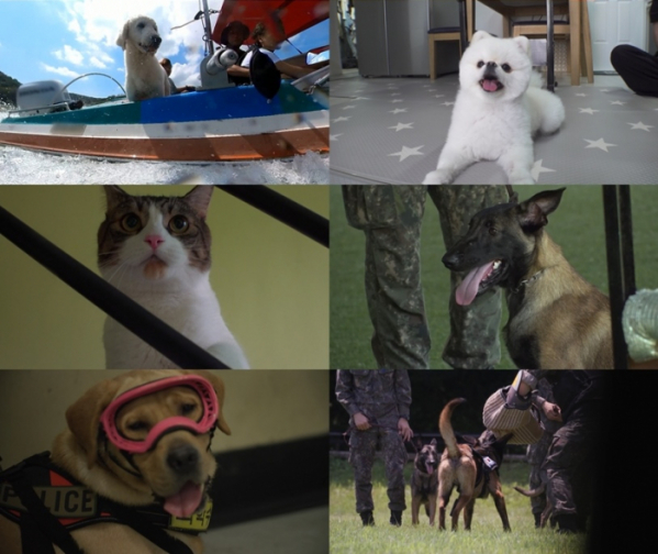 ▲'TV동물농장'(사진제공=SBS)