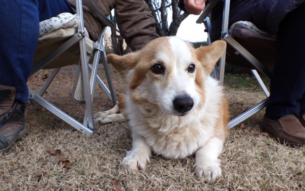 ▲'TV동물농장'(사진제공=SBS)