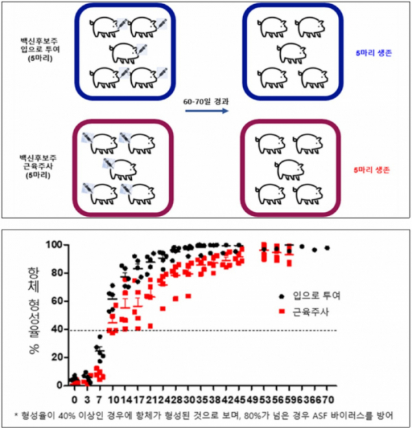 ▲백신후보주 안전성 연구 결과 (사진제공=국립야생동물질병관리원)