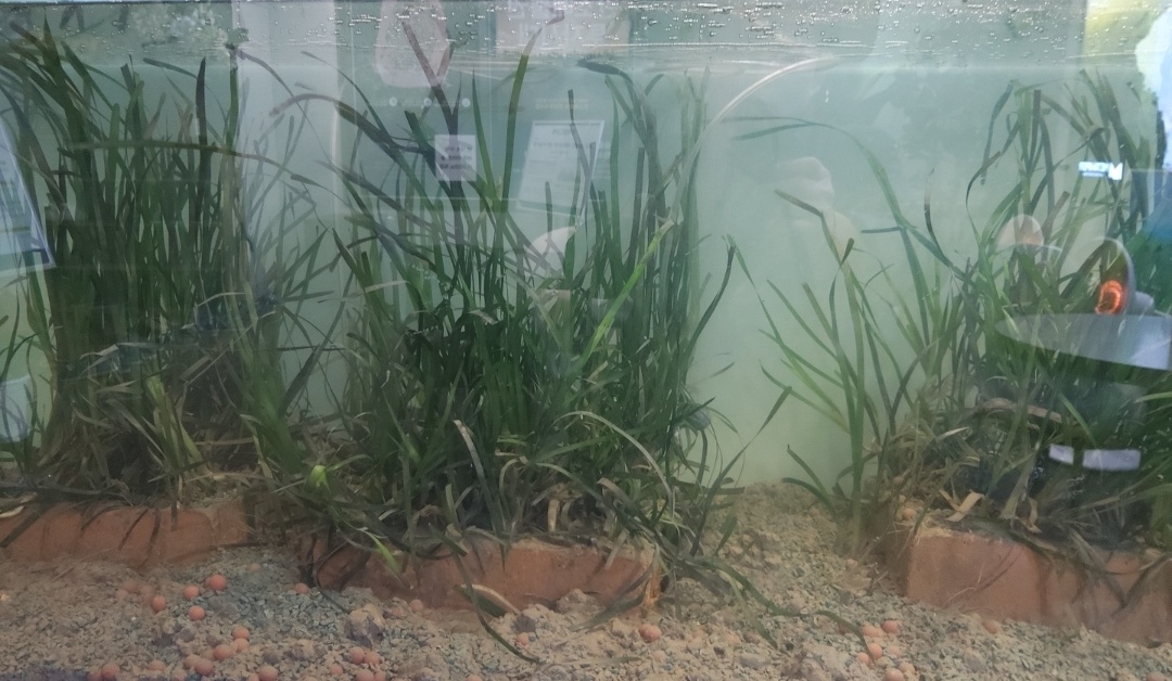 ▲수조 잘피 블록에 이식 배양돼 자라고 있는 잘피의 모습. (사진제공=메타하이퍼)