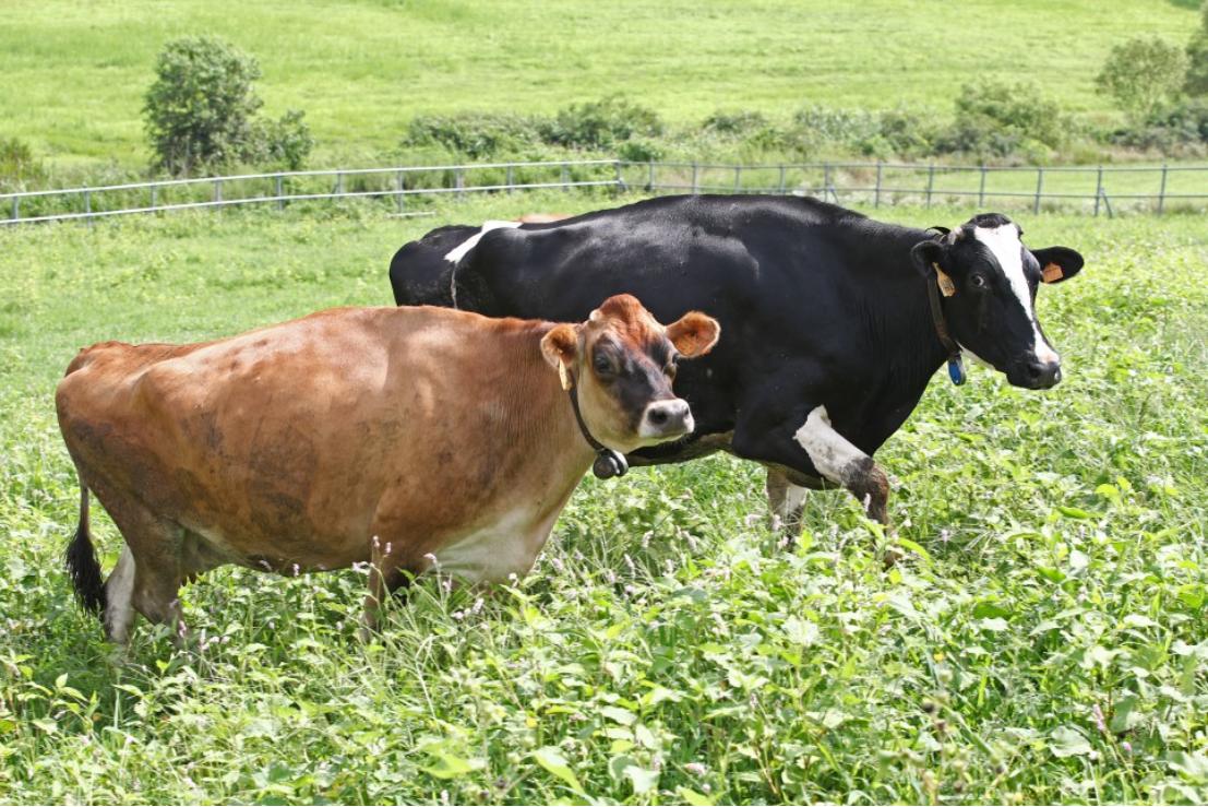 ▲국립축산과학원에서 사육 중인 저지종(왼쪽)과 홀스타인종 젖소. (사진제공=농림축산식품부)