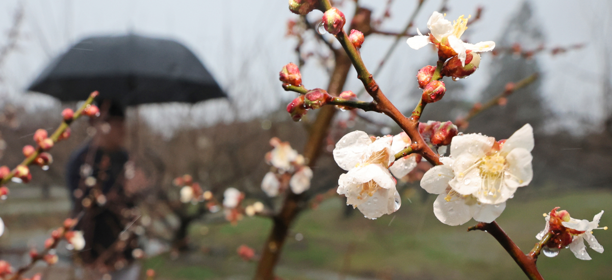 ▲제주 서귀포시 남원읍 휴애리 자연생활공원에 핀 매화. (연합뉴스)