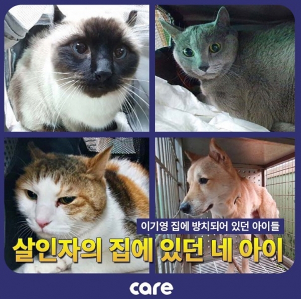 ▲동물보호단체 케어 인스타그램
