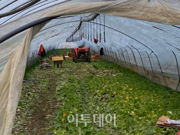 ▲경기도 포천의 한 시금치 비닐하우스에서 노동자들이 시금치를 수확하고 있다.  (이투데이DB)