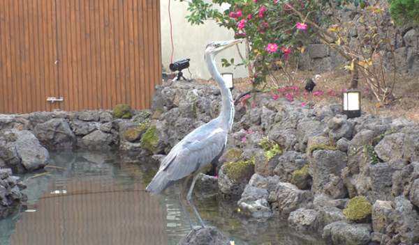 ▲'TV동물농장'(사진제공=SBS)