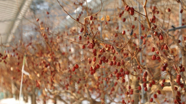 ▲'동네한바퀴' 충북 보은(사진제공=KBS 1TV)
