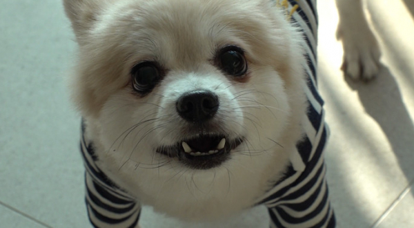 ▲'TV동물농장'(사진제공=SBS)