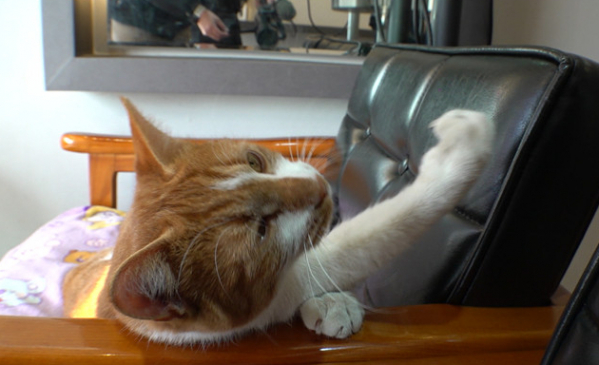 ▲'TV동물농장'(사진제공=SBS)