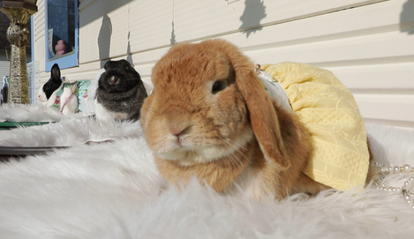 ▲'TV동물농장'(사진제공=SBS)