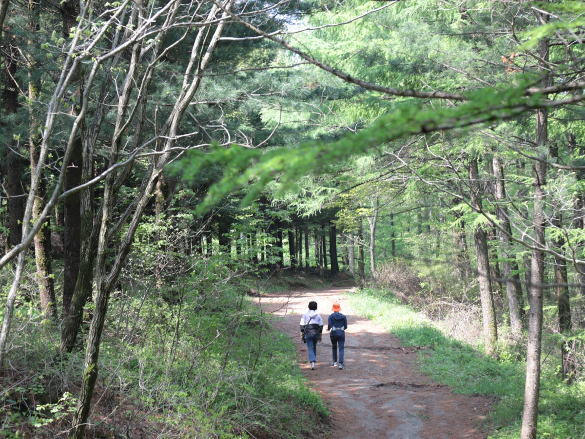▲대관령 숲길 (사진제공=산림청)