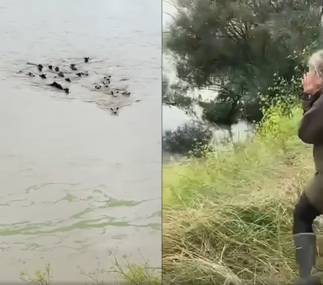 ▲(출처=와이푸쿠라우 동물병원 페이스북 캡처)